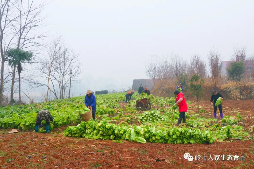 原生態(tài)有品質(zhì)的原材料 加工“沖菜”風(fēng)味更好
